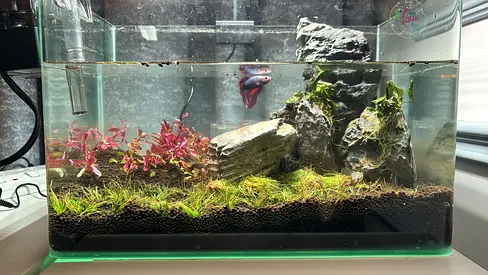 fish tank for sale