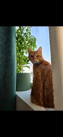 Cute orange male, free adoption