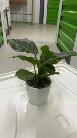 Decorative Potted Artificial Plant with White Ceramic Pot