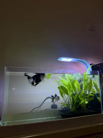 Aquarium