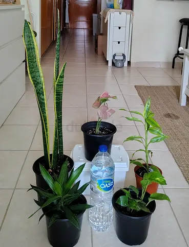 Collection of indoor potted plants - Snake plant, dracaena and more (ready to rehome)