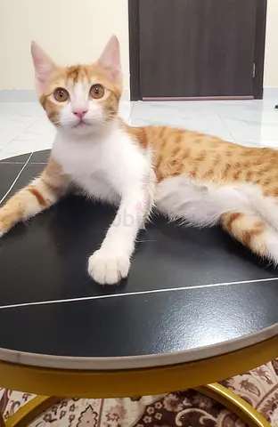 Cat for free adoption