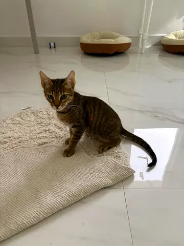 Simba Kitten for adoption ( Male )