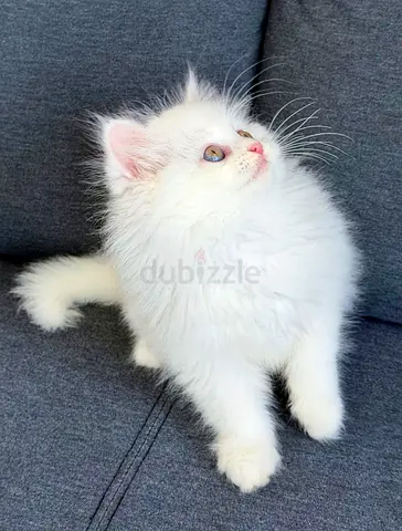 Pure Persian Kittens