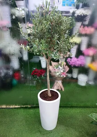 Potted Olive Tree in Tall White Planter - Indoor/Outdoor