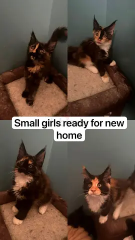 Two Maine $%&! kittens - bonded pair ready for new home
