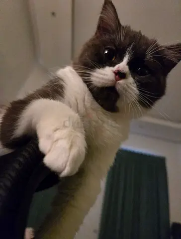 Adorable female cat, Free adoption