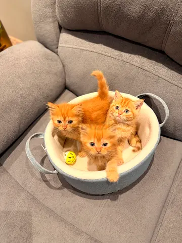 Kittens