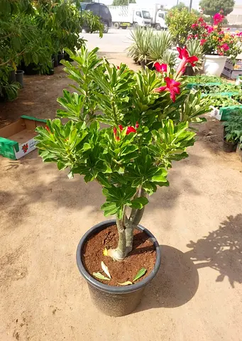 Mature Adenium (Desert Rose) in 12" Pot - Outdoor Plant