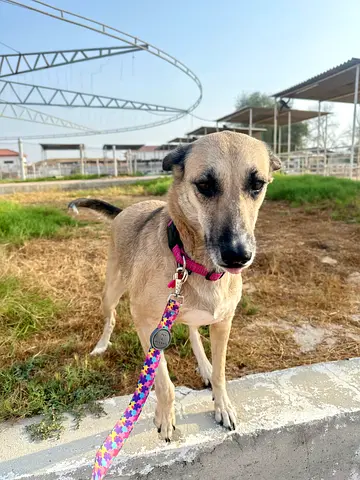 Female mixed-breed dog, friendly, ready for adoption