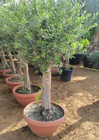 Olive Tree