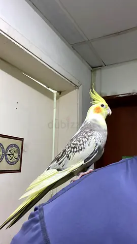 Hand-raised lutino pearl cockatiel, tame and friendly for rehoming