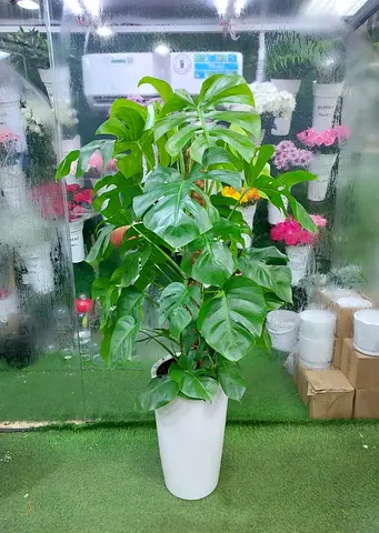 Tall Healthy Monstera (Swiss Cheese Plant) in White Planter - Ready to Go