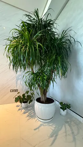 Dragon Tree