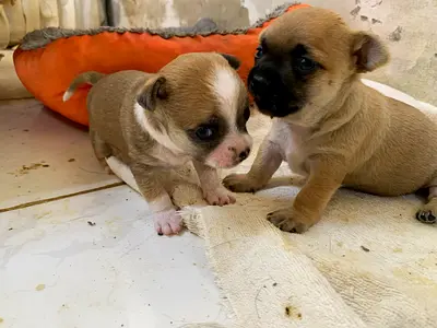 ⭐ Lovely Chihuahua boy – 2 month Old ⭐