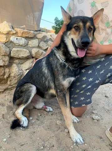⭐ German Shepherd ⭐ male - 11 months old, ready to find his new home.