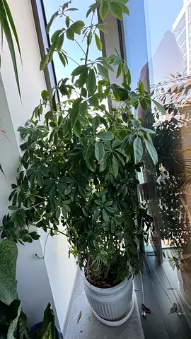 Umbrella plant