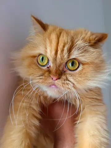 Cats for adoption