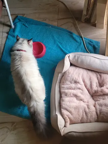 Cat litter and bed