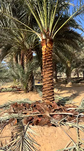Date Palm tree for sale