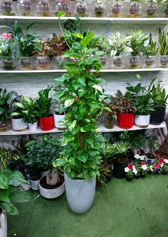 Money Plant