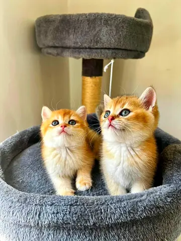 Ginger British shorthair
