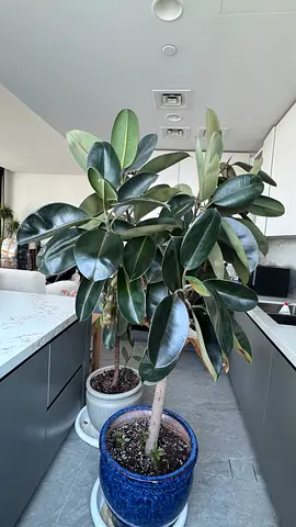 Healthy Indoor Plants