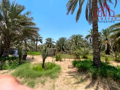 For Sale | Productive Palm Farm in Adhan, Ras Al Khaimah