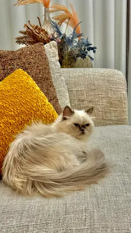 Ragdoll cat