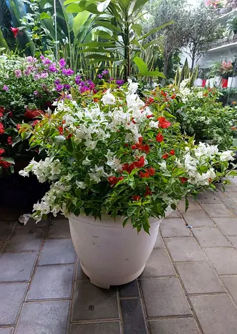 Large flowering bougainvillea in white planter - healthy potted plant