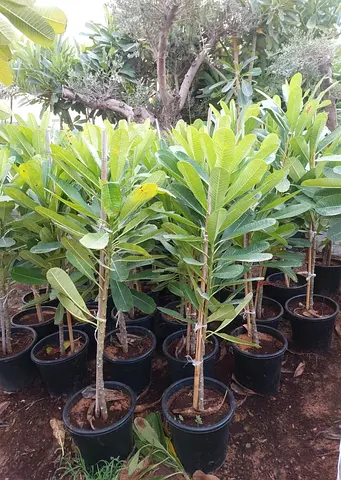 Live Plumeria Plant - Flowering Tropical Outdoor plant, Frangipani