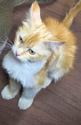 Cat for adoption
