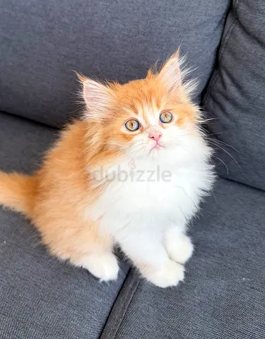 Pure Persian Kittens