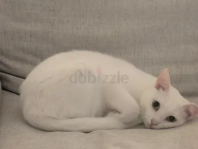 Mala Looking for a Loving Forever Home + Free Enclosed Litter Box