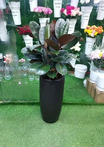 Tall Rubber Plant (Ficus elastica) in Black Decorative Planter - Indoor