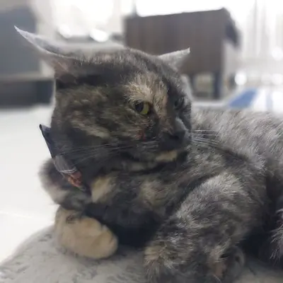 Friendly adult female cat available for adoption - calm indoor pet for 20 days