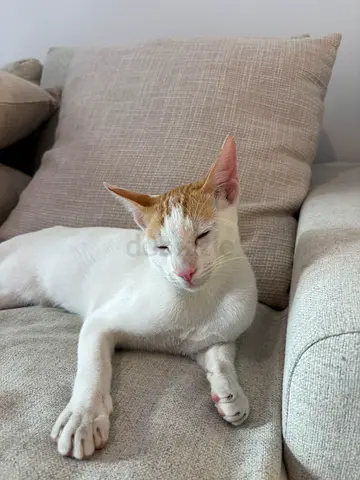 Tommy cat for adoption