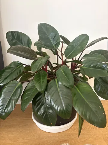 Healthy large indoor philodendron in black pot