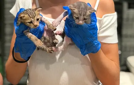 Kittens