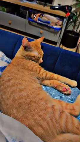 Friendly young ginger cat available for rehoming