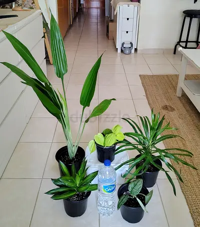Collection of 6 Indoor Houseplants - Ready to Rehome (Healthy)