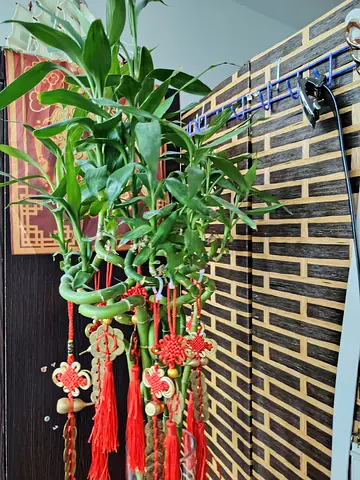 URGENT: MOVING OUT SALE - Lucky Bamboo (Dracaena sanderiana) - 8 pcs Multiple Thick Stalks