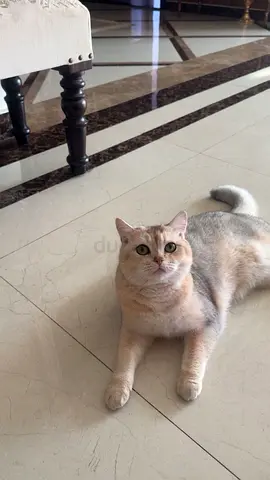 Cat for adoption