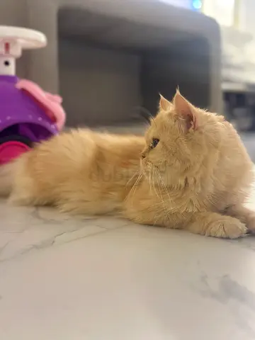 Gentle long-haired cream cat available for adoption Female not neatured only vaccinated.