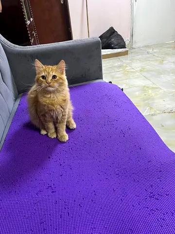 Kitten
