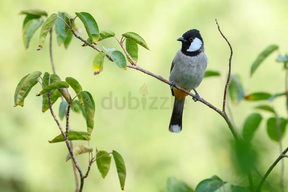 DPV_View_Image_4