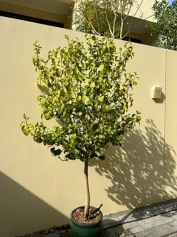 Potted outdoor Hibiscus