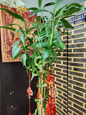 URGENT: MOVING OUT SALE - Lucky Bamboo (Dracaena sanderiana) - 8 pcs Multiple Stalks