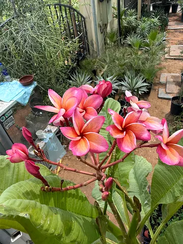 Grafted Plumeria pink