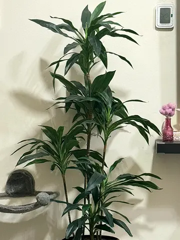 Tall Live Dracaena Plant — Healthy Indoor Houseplant, Approx. 4-5 ft